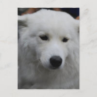 Cute Samoyed Briefkaart