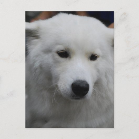 Cute Samoyed Briefkaart (Voorkant)