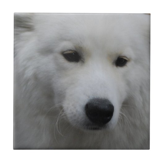 Cute Samoyed Tile Tegeltje (Voorkant)