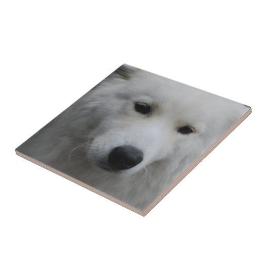 Cute Samoyed Tile Tegeltje (Zijkant)
