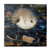 Cute Sanderling Dines on Tasty Clam Tegeltje (Voorkant)