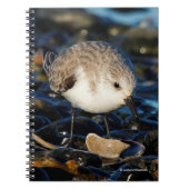 Cute Sanderling Dines op Clam bij Beach Notitieboek (Voorkant)