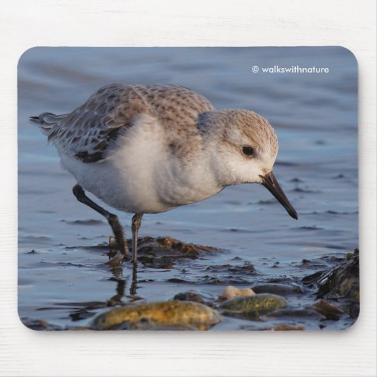 Cute Sanderling Sandpiper die een winterstrand afr Muismat (Voorkant)