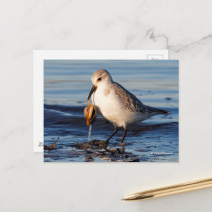 Cute Sanderling Sandpiper Dines op Clam bij Beach Briefkaart