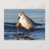 Cute Sanderling Sandpiper Dines op Clam bij Beach Briefkaart (Voorkant)