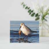 Cute Sanderling Sandpiper Dines op Clam bij Beach Briefkaart (Staand voorkant)