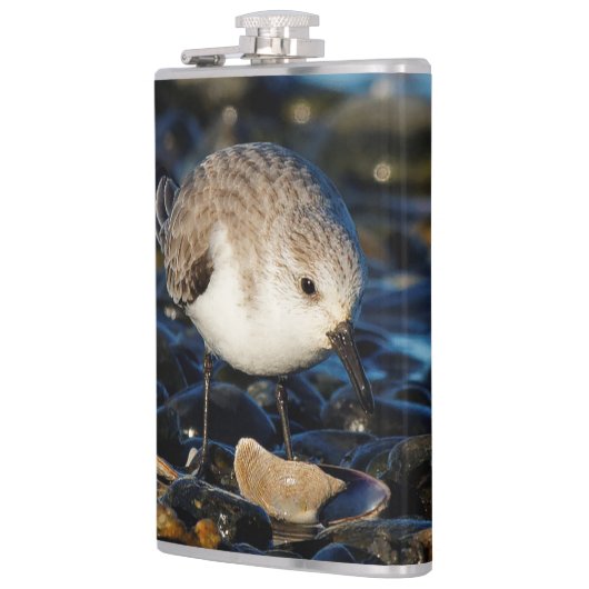 Cute Sanderling Sandpiper Shorebird Dines on Clam Heupfles (Links)