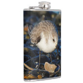 Cute Sanderling Sandpiper Shorebird Dines on Clam Heupfles (Rechts)