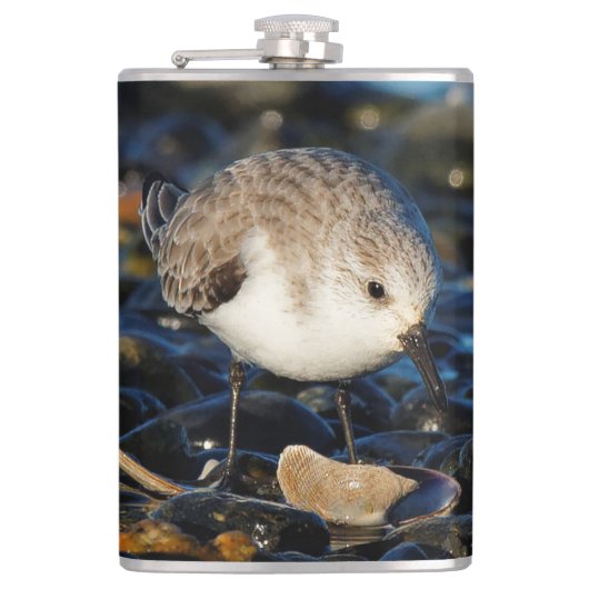Cute Sanderling Sandpiper Shorebird Dines on Clam Heupfles (Voorkant)