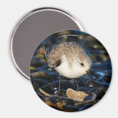 Cute Sanderling Sandpiper Shorebird Dines on Clam Magneet (Voorkant / Achterkant)