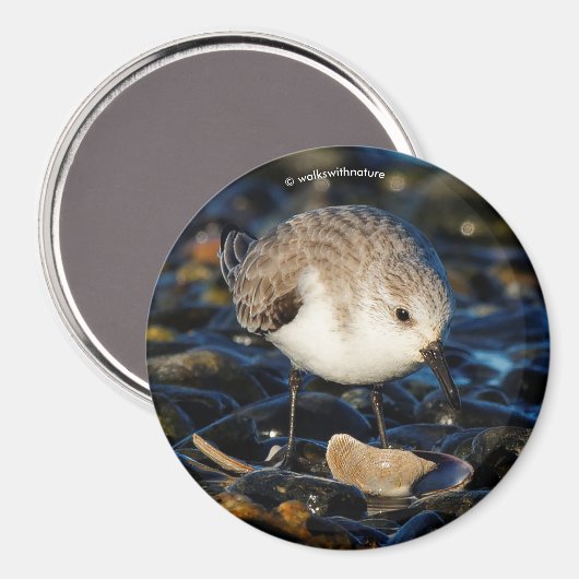 Cute Sanderling Sandpiper Shorebird Dines on Clam Magneet (Voorkant / Achterkant)