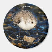Cute Sanderling Sandpiper Shorebird Dines on Clam Magneet (Voorkant)