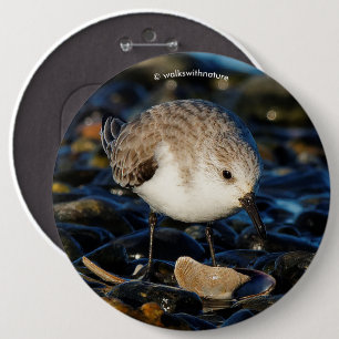Cute Sanderling Sandpiper Shorebird Dines on Clam Ronde Button 6,0 Cm