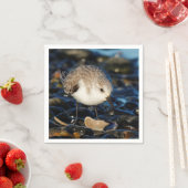 Cute Sanderling Sandpiper Shorebird Dines on Clam Servet (Insitu)