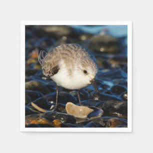 Cute Sanderling Sandpiper Shorebird Dines on Clam Servet