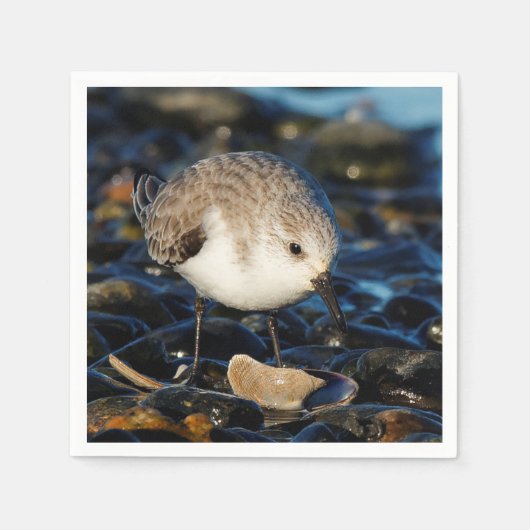 Cute Sanderling Sandpiper Shorebird Dines on Clam Servet (Voorkant)