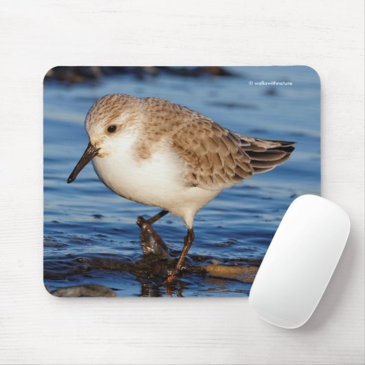 Cute Sanderling Sandpiper Shorebird Wanders Beach Muismat (Met muis)