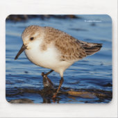 Cute Sanderling Sandpiper Shorebird Wanders Beach Muismat (Voorkant)