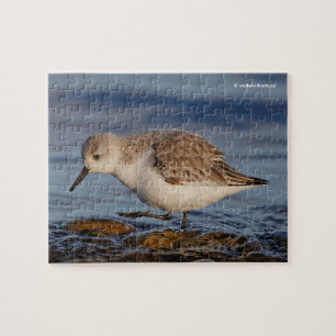 Cute Sanderling Sandpiper Strolls a Winter Beach Legpuzzel