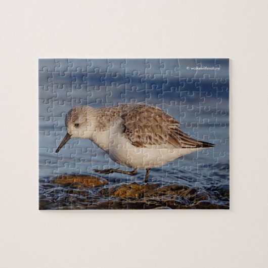 Cute Sanderling Sandpiper Strolls a Winter Beach Legpuzzel (Horizontaal)