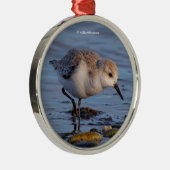Cute Sanderling Sandpiper Strolls a Winter Beach Metalen Ornament (Rechts)