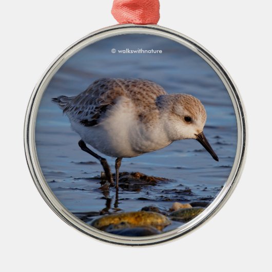Cute Sanderling Sandpiper Strolls a Winter Beach Metalen Ornament (Voorkant)