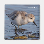 Cute Sanderling Sandpiper Strolls Wintry Beach Magneet (Voorkant)
