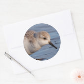 Cute Sanderling Sandpiper Strolls Wintry Beach Ronde Sticker (Envelop)