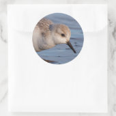 Cute Sanderling Sandpiper Strolls Wintry Beach Ronde Sticker (Tas)