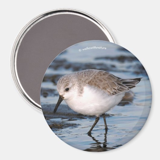 Cute Sanderling Sandpiper Wanders Winter Shores Magneet (Voorkant / Achterkant)