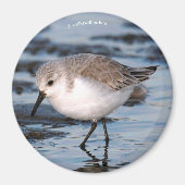 Cute Sanderling Sandpiper Wanders Winter Shores Magneet (Voorkant)