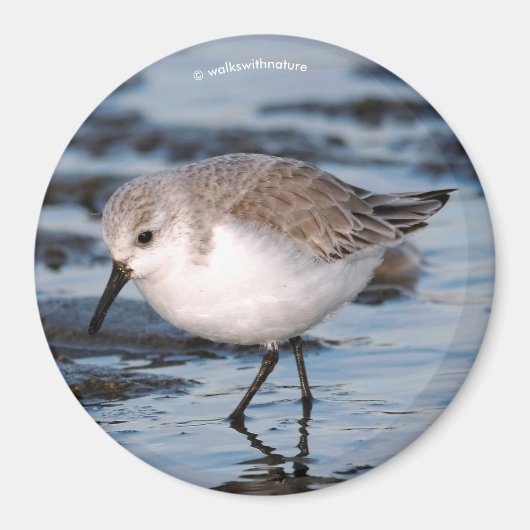 Cute Sanderling Sandpiper Wanders Winter Shores Magneet (Voorkant)