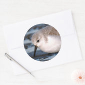 Cute Sanderling Sandpiper Wanders Winter Shores Ronde Sticker (Envelop)