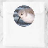 Cute Sanderling Sandpiper Wanders Winter Shores Ronde Sticker (Tas)