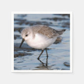 Cute Sanderling Sandpiper Wanders Winter Shores Servet (Voorkant)