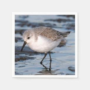 Cute Sanderling Sandpiper Wanders Winter Shores Servet