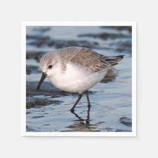 Cute Sanderling Sandpiper Wanders Winter Shores Servet (Voorkant)