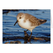 Cute Sanderling Sandpiper Wanders Wintry Shores (Voorkant Horizontaal)