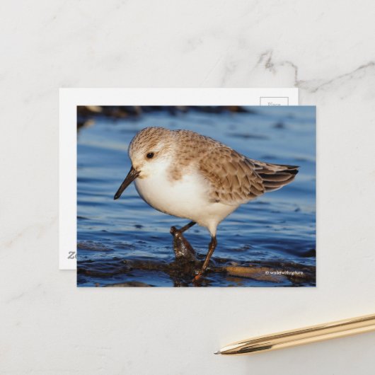 Cute Sanderling Sandpiper Wanders Wintry Shores Briefkaart (Voorkant / Achterkant in situ)