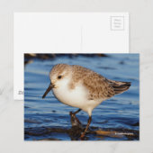 Cute Sanderling Sandpiper Wanders Wintry Shores Briefkaart (Voorkant / Achterkant)