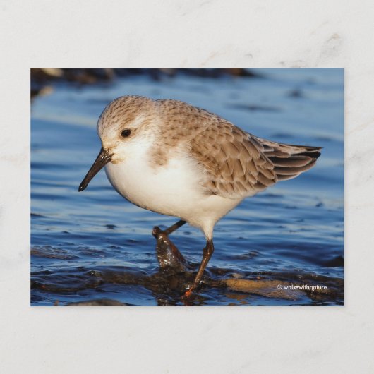 Cute Sanderling Sandpiper Wanders Wintry Shores Briefkaart (Voorkant)