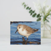 Cute Sanderling Sandpiper Wanders Wintry Shores Briefkaart (Staand voorkant)
