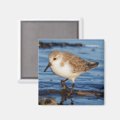 Cute Sanderling Sandpiper Wanders Wintry Shores Magneet (Voorkant / Achterkant)