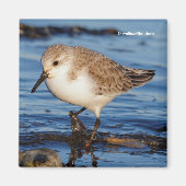 Cute Sanderling Sandpiper Wanders Wintry Shores Magneet (Voorkant)