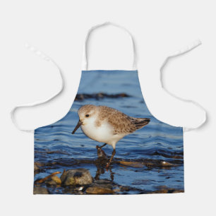 Cute Sanderling Sandpiper Wanders Wintry Shores Schort