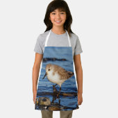 Cute Sanderling Sandpiper Wanders Wintry Shores Schort (Insitu)