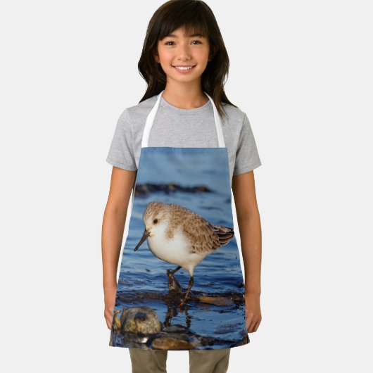 Cute Sanderling Sandpiper Wanders Wintry Shores Schort (Insitu)