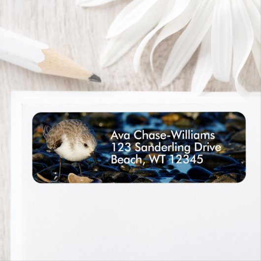 Cute Sanderling Shorebird Dines on Clam at Beach Etiket (Insitu)