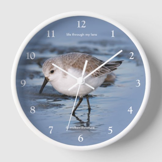 Cute Sanderling Shorebird Wandering a Winter Beach (Voorkant)