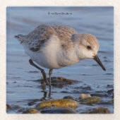 Cute Sanderling Shorebird Wanders a Winter Beach Glazen Onderzetter (Voorkant)